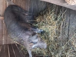 De vânzare  ce se vede in poza  - imagine 5