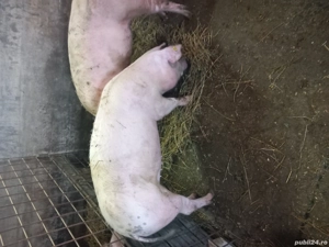 De vânzare  ce se vede in poza  - imagine 2