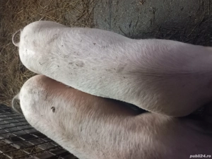 De vânzare  ce se vede in poza  - imagine 3