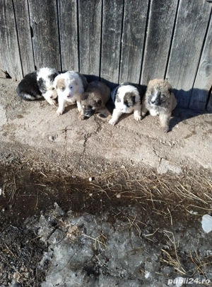 Vând câini ciobănești mioriticii vârsta 6 săptămâni  - imagine 2