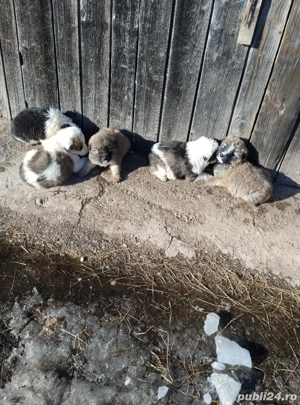 Vând câini ciobănești mioriticii vârsta 6 săptămâni 