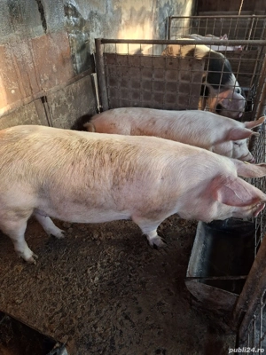 vand porci - imagine 2