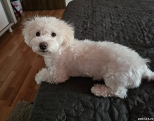 Bichon Maltez,fetiță - imagine 2