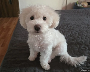 Bichon Maltez,fetiță - imagine 4