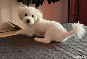 Bichon Maltez,fetiță - imagine 3