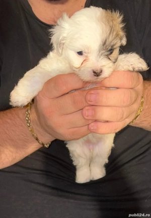 cățelușă bichon minitoy  - imagine 4