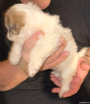 cățelușă bichon minitoy  - imagine 5