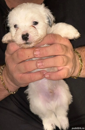 cățelușă bichon minitoy  - imagine 3