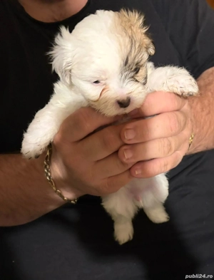 cățelușă bichon minitoy 