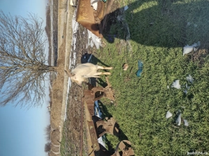 Vând capre zaner.... - imagine 2