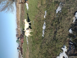 Vând capre zaner.... - imagine 3