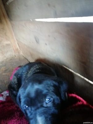 Ofer pui kane corso  - imagine 2