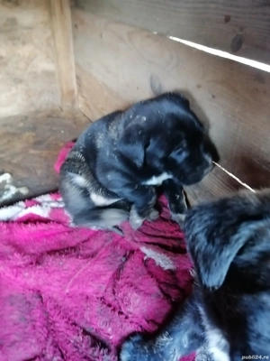 Ofer pui kane corso  - imagine 4