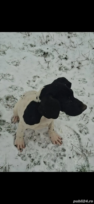 Vând brac german detalii la nr de tel o769217144 - imagine 2