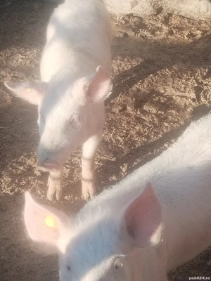 Vind purceii  - imagine 2