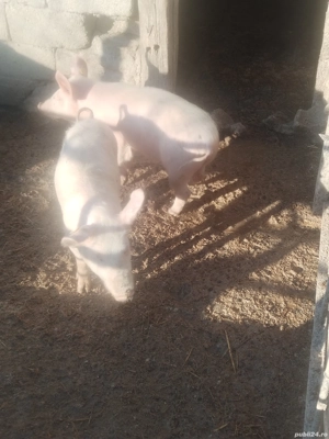 Vind purceii  - imagine 3