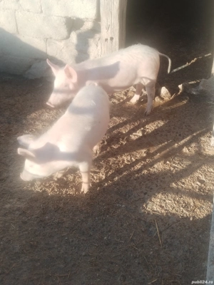 Vind purceii  - imagine 5