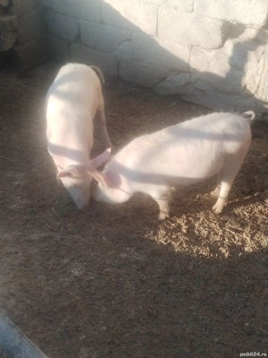 Vind purceii  - imagine 4