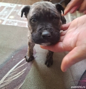 Vând băiat kane corso în vârstă de 2 luni deparazit - imagine 4