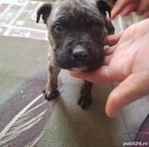 Vând băiat kane corso în vârstă de 2 luni deparazit - imagine 2