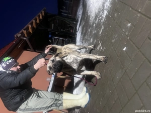 Presa Canario femela de 6 luni