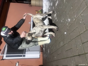 Presa Canario femela de 6 luni - imagine 4