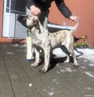 Presa Canario femela de 6 luni - imagine 5