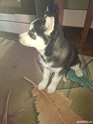 Vând fetiță haschi 