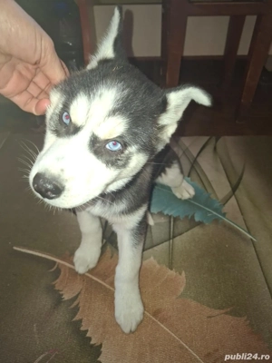 Vând fetiță haschi  - imagine 2