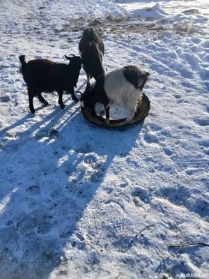 De Vânzare 3 bucăți gestante  - imagine 2