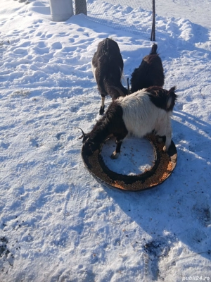 De Vânzare 3 bucăți gestante  - imagine 3