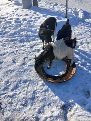 De Vânzare 3 bucăți gestante  - imagine 4