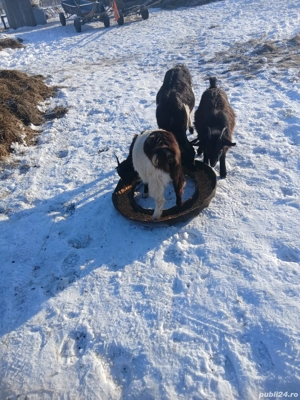 De Vânzare 3 bucăți gestante 