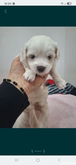 Bichsoni maltezi 6- 8 saptamani 