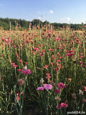 Teren Gepiu Colonie, 17 km de Oradea, lângă pădure | Drum public | Apă aprobată - imagine 3