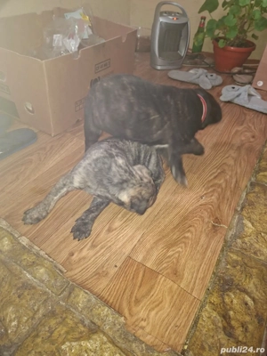 Vând băiat kane corso în vârstă de 2 luni deparazit - imagine 5