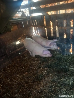 2 șoldani de vanzare  - imagine 3