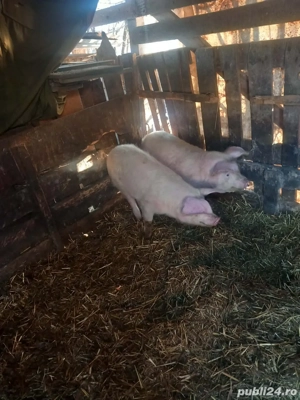 2 șoldani de vanzare  - imagine 2