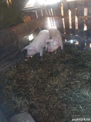 2 șoldani de vanzare 