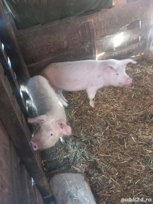 2 șoldani de vanzare  - imagine 4