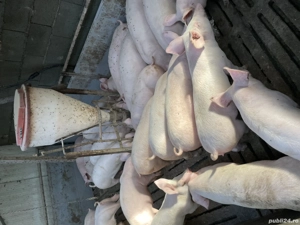 Purcei,Soldani, porci - imagine 4