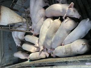 Purcei,Soldani, porci - imagine 3