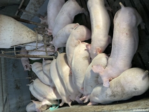 Purcei,Soldani, porci - imagine 2