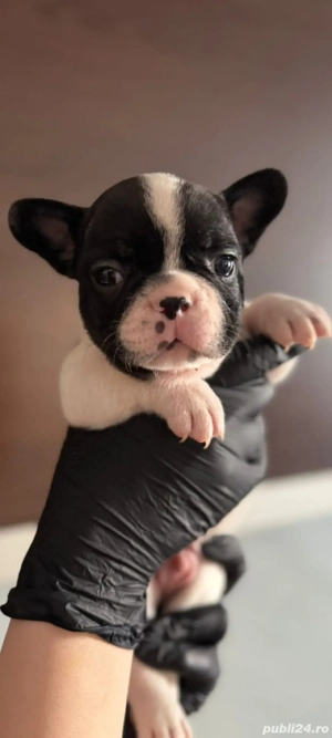 bulldog francez 6 saptamani  - imagine 3