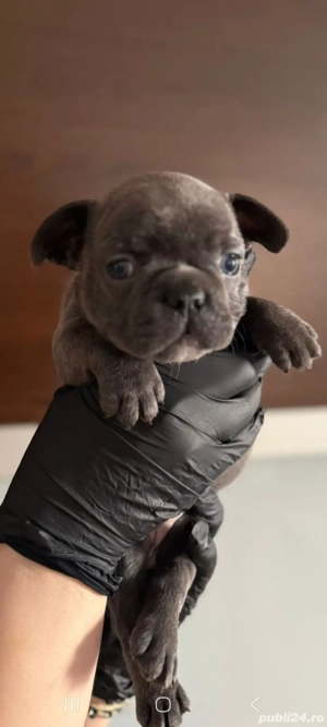 bulldog francez 6 saptamani  - imagine 5