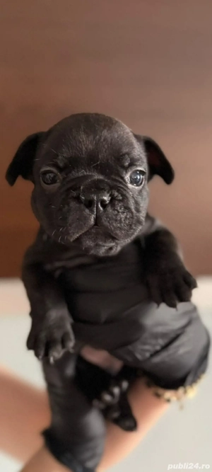 bulldog francez 6 saptamani  - imagine 2