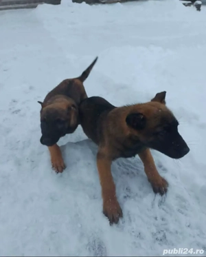 Catei Ciobanesc Belgian Malinois - imagine 3