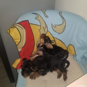   căței- pui Yorkshire  - imagine 2