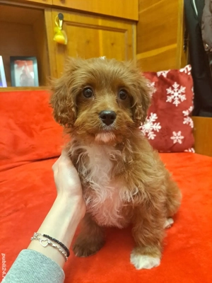 Băiețel Cavapoo