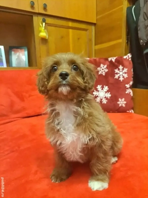 Băiețel Cavapoo - imagine 3